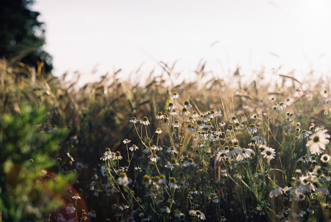 green and yellow flower field during daytime