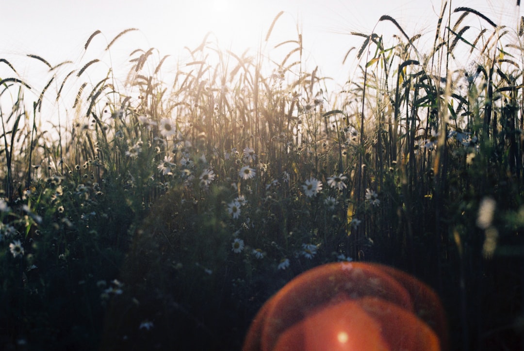 green grass field during daytime