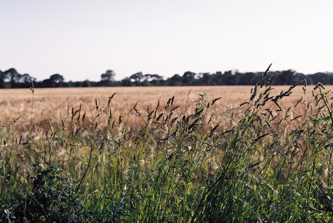 green grass field during daytime