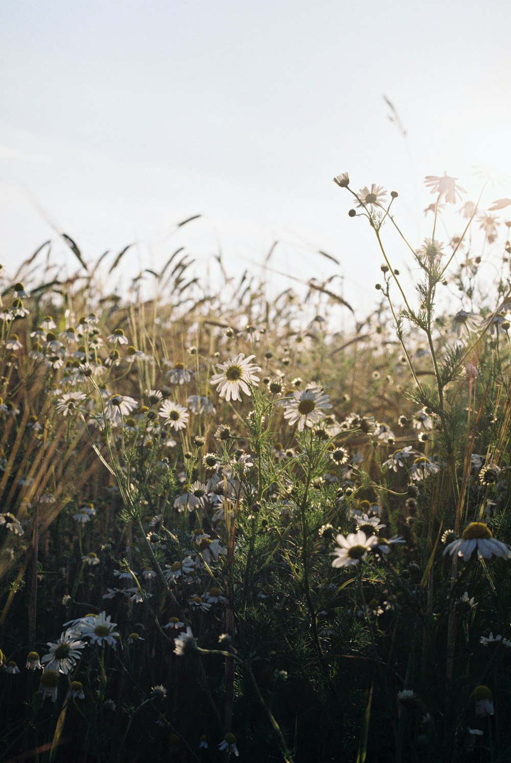 white flowers under white sky during daytime