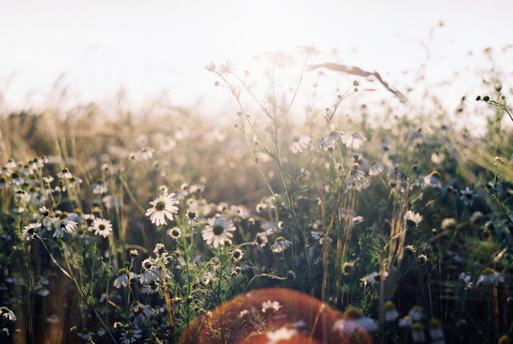 white flowers and green grass during daytime