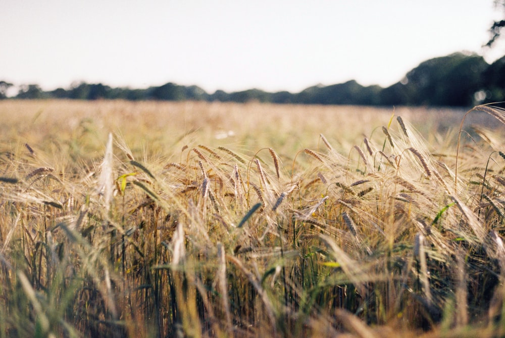 brown wheat field during daytime