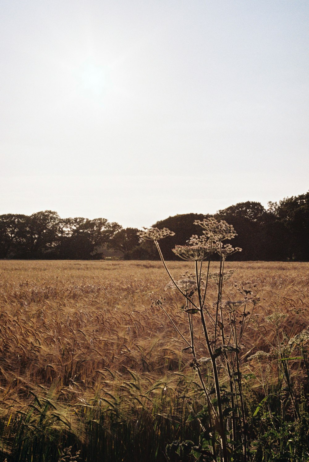 brown grass field with green trees under white sky during daytime