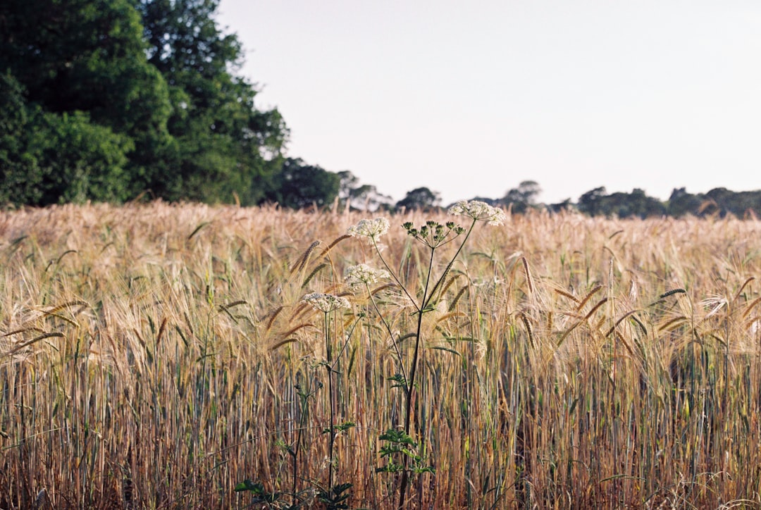 brown wheat field during daytime