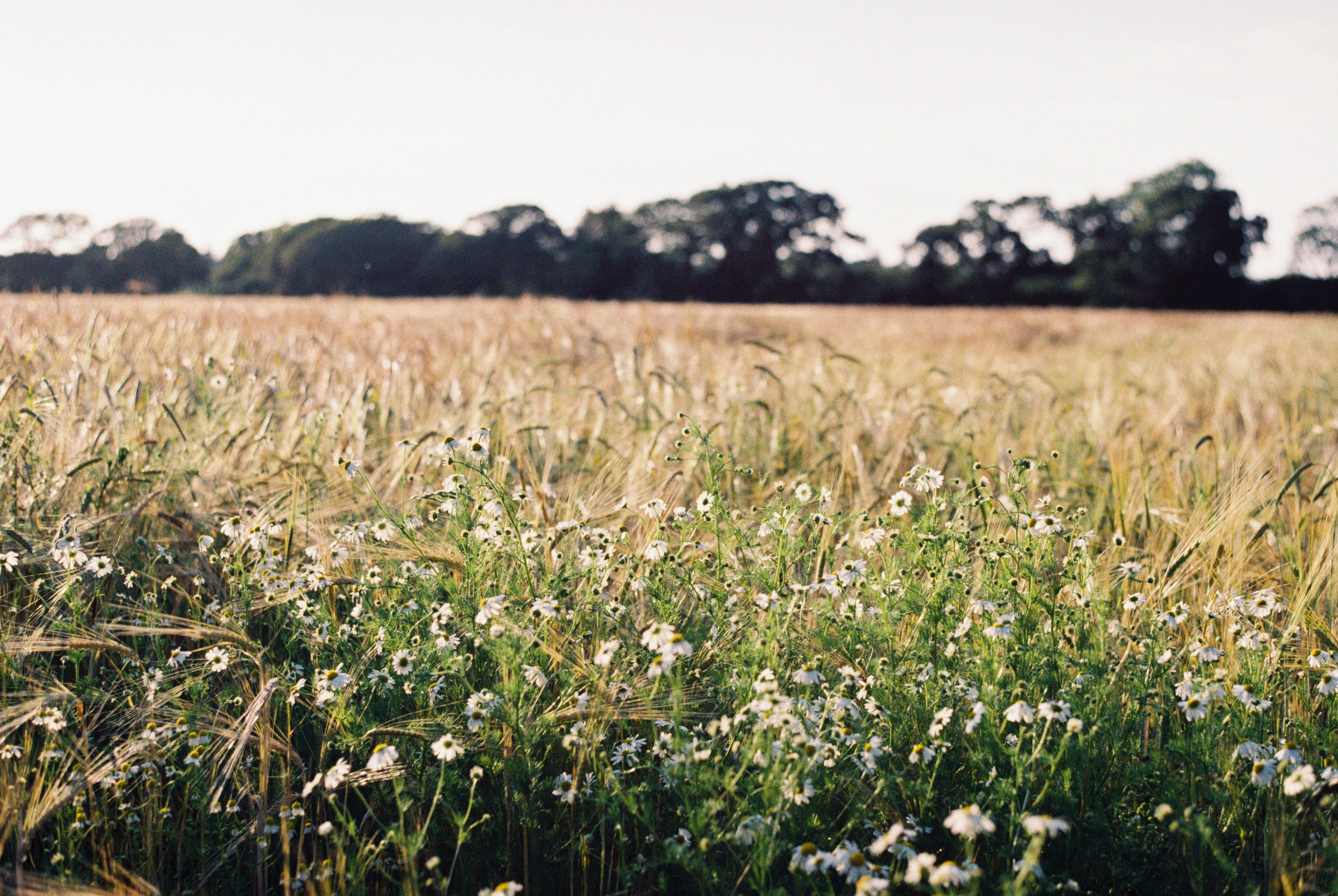 Crop field using our fertilizers