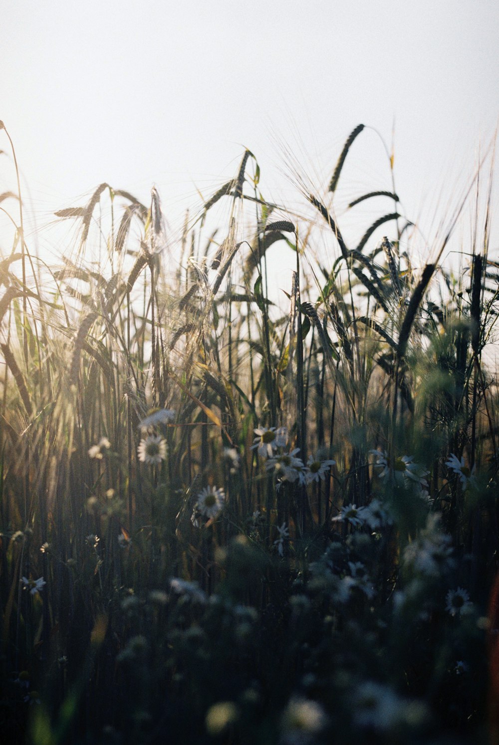 brown wheat field during daytime