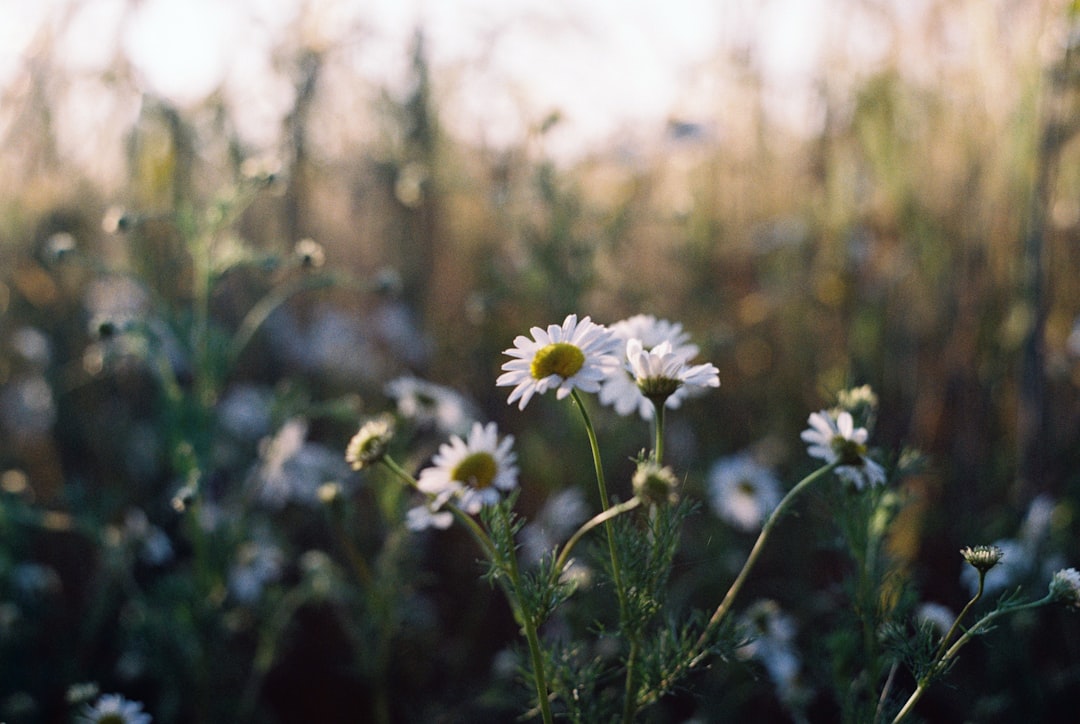 white daisy flowers in tilt shift lens