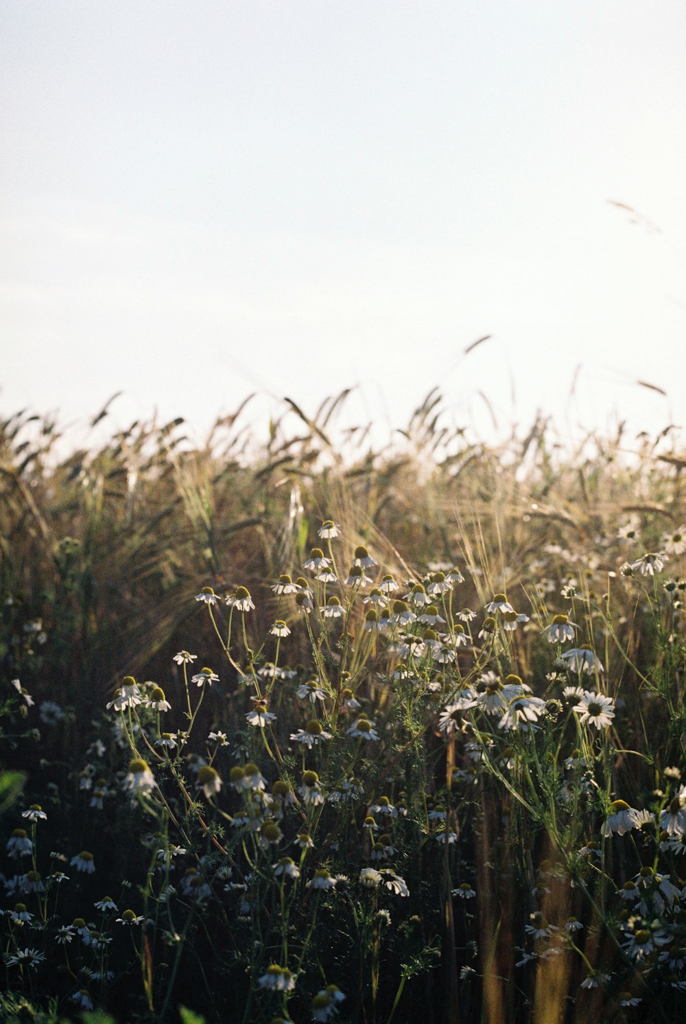 blue flower field during daytime