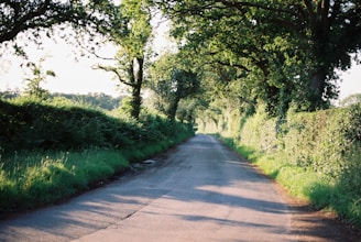 Photo of a peaceful country road lined with tall cedar trees at Cedar Hollow.