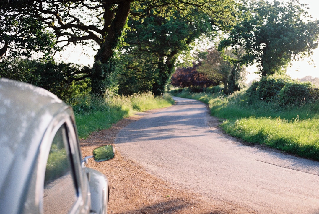 green trees beside gray asphalt road during daytime