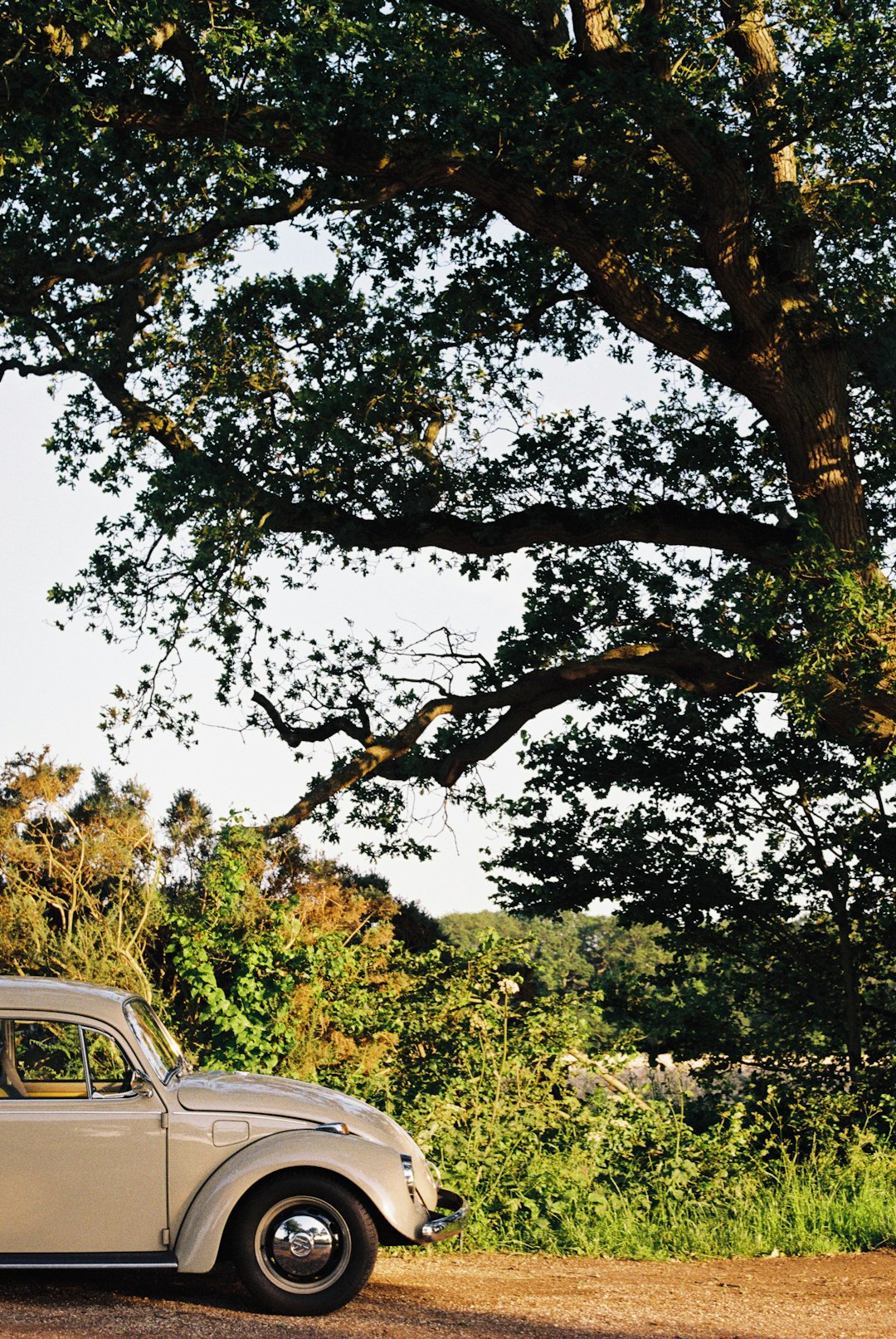 green tree beside gray car during daytime