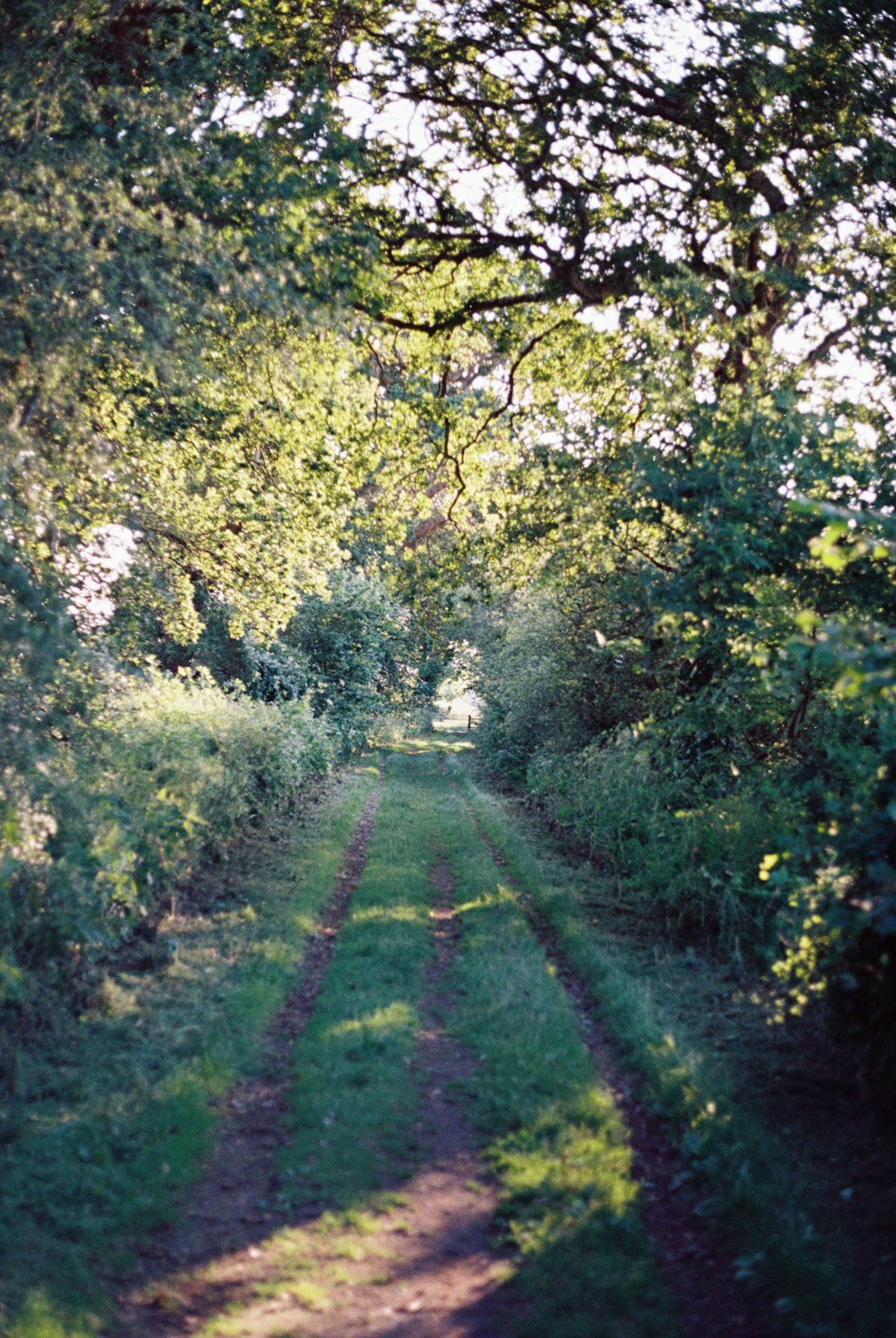 green grass pathway between green trees during daytime