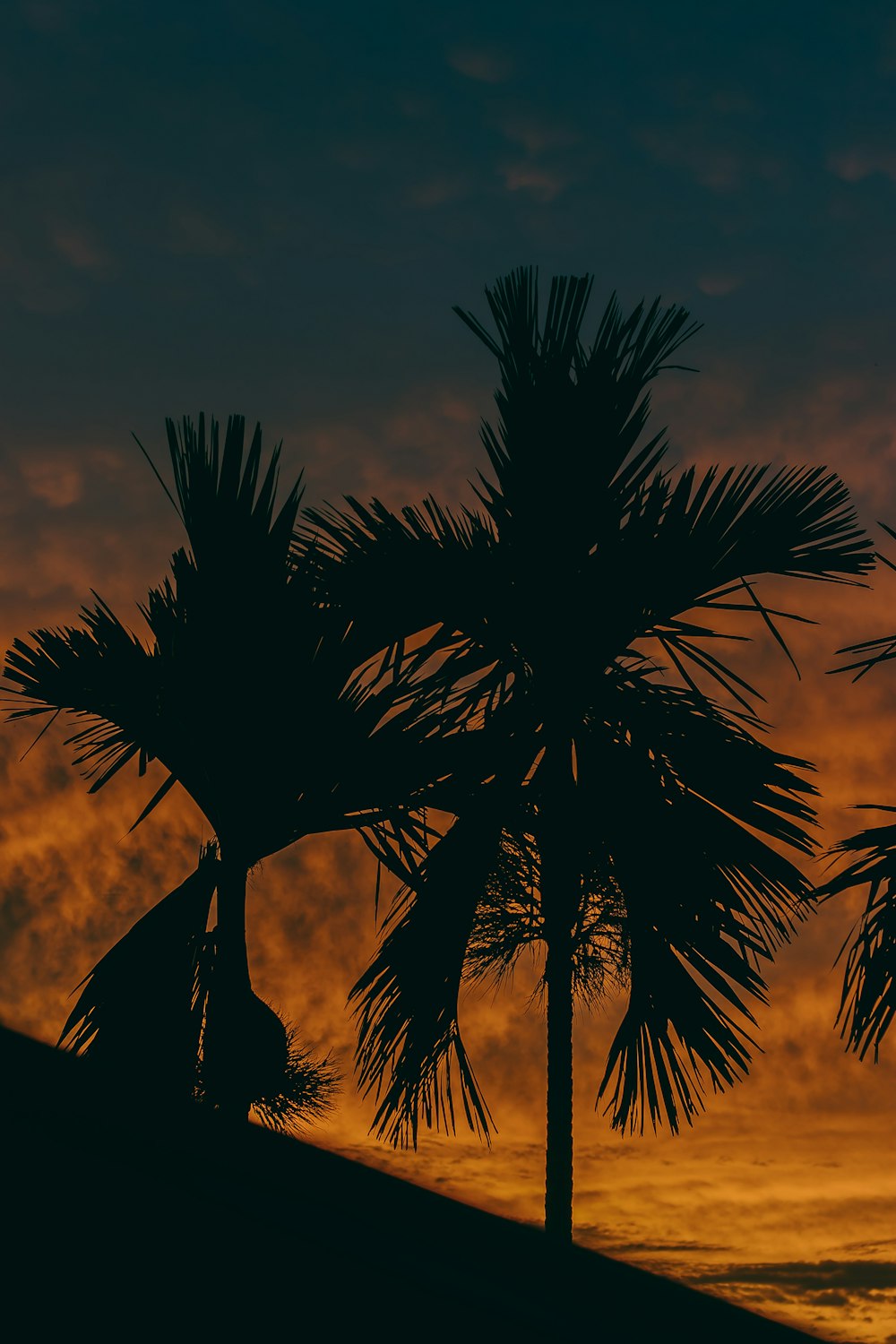 silhouette of tree during sunset