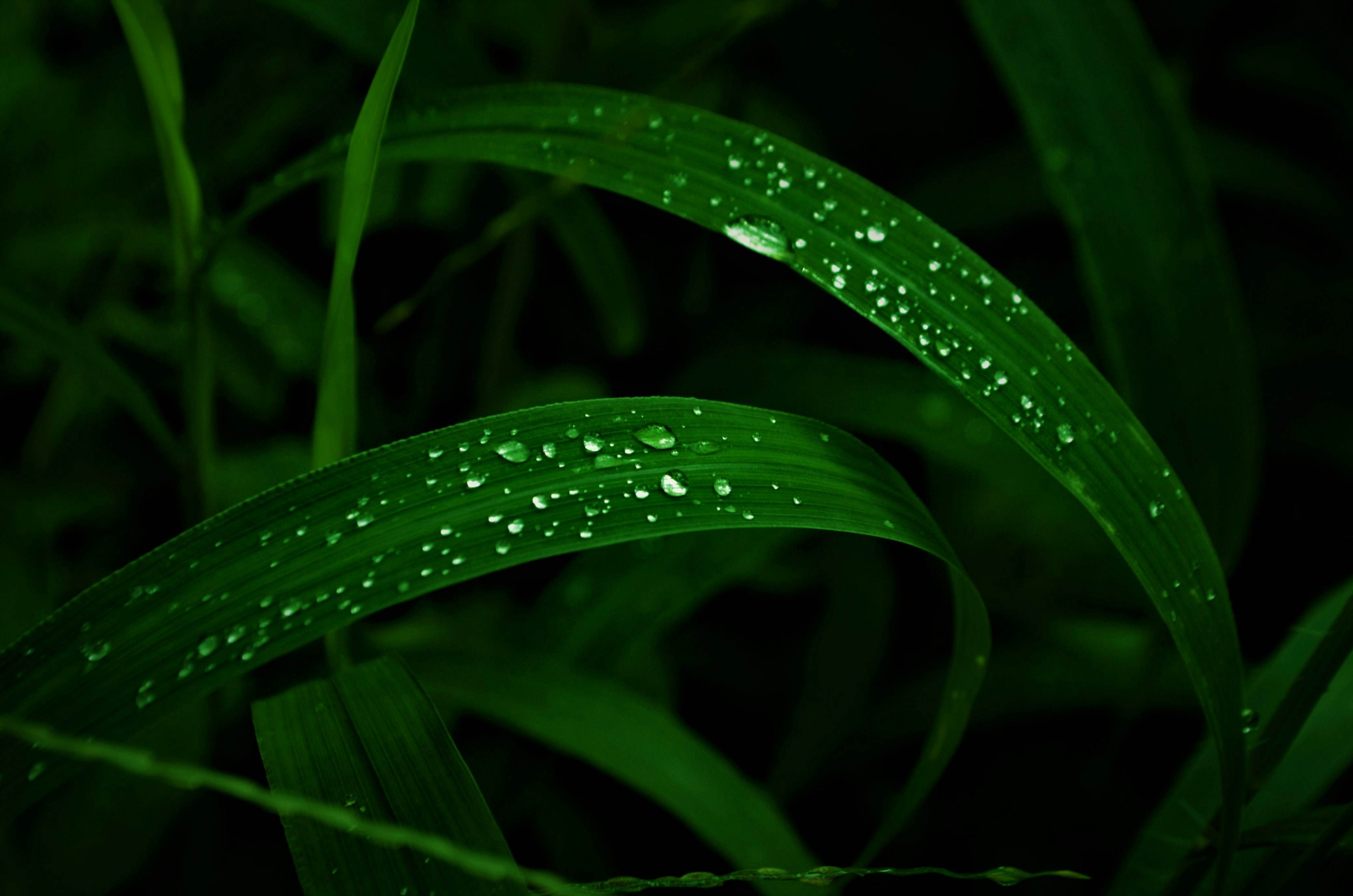 Photo by vaishnaviekkadka