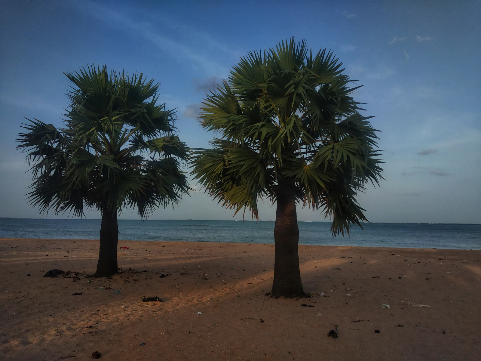 Sosny i piasek przy plaży
