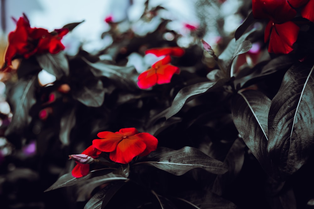 red flowers in tilt shift lens