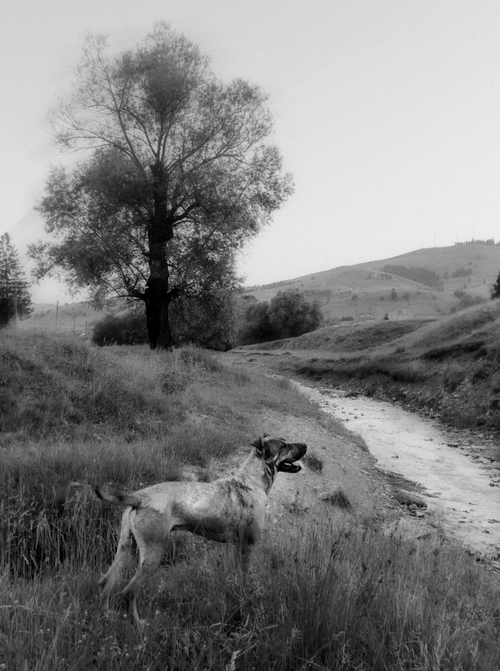 grayscale photo of dog on grass field