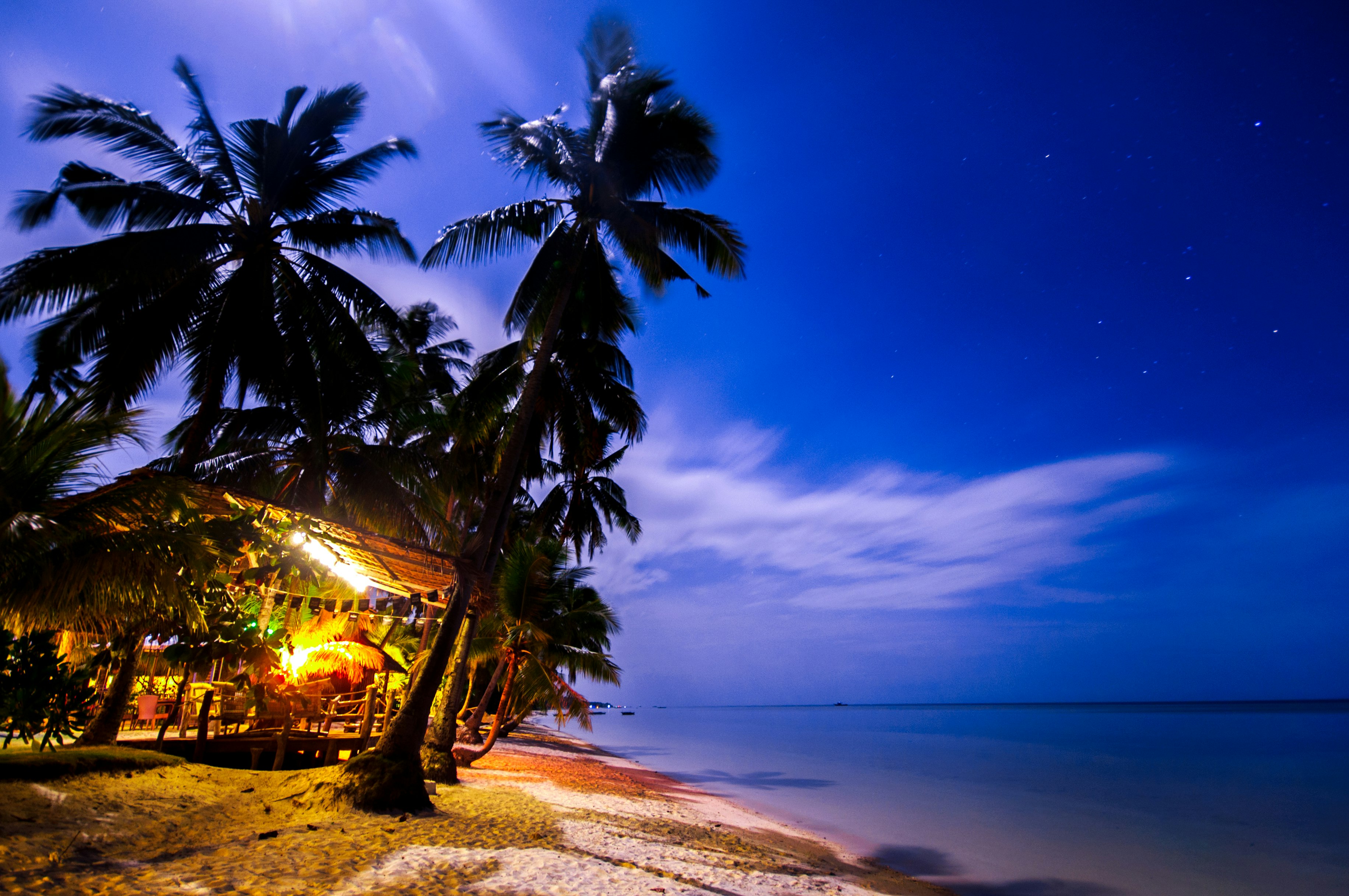 palm tree on beach shore during night time