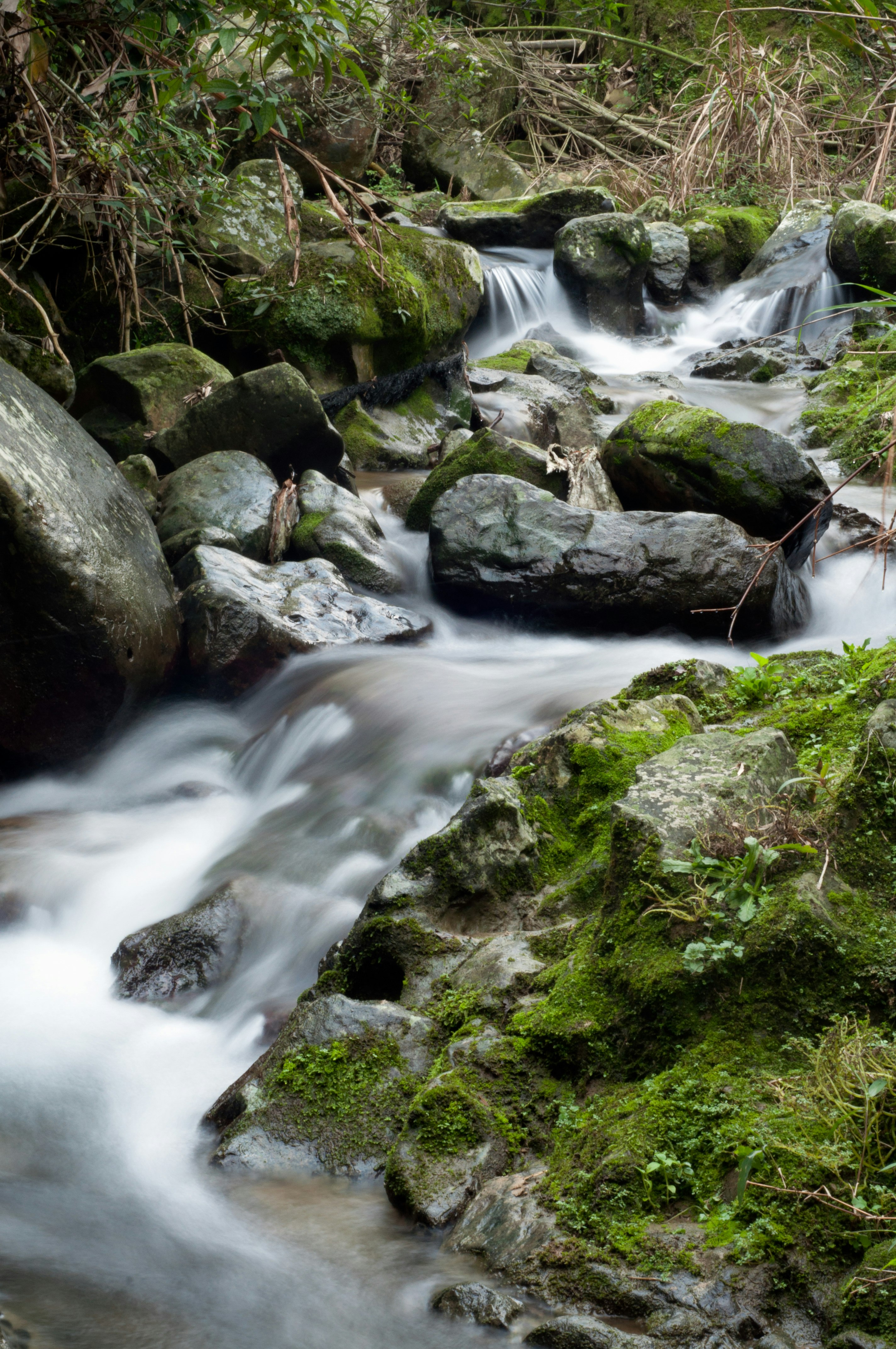 green moss on rocky river