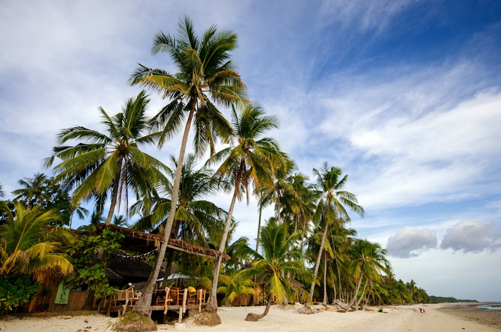 coconut trees on beach during daytime