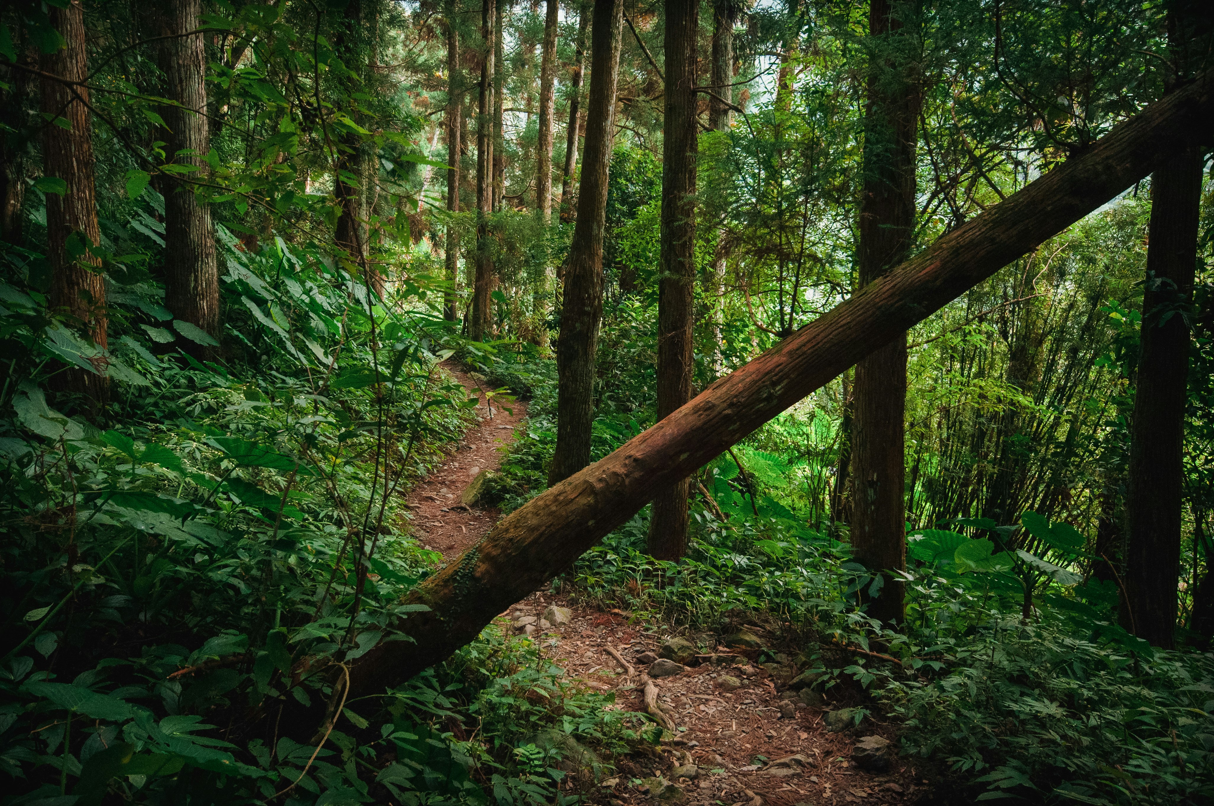 brown wooden fence in forest during daytime