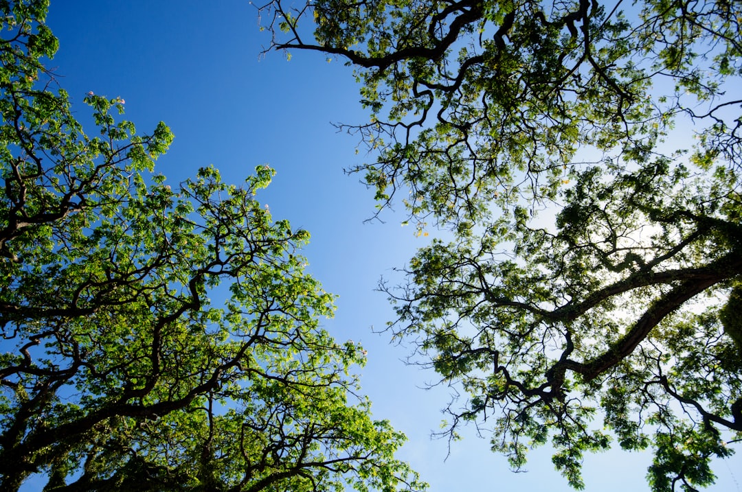 green tree under blue sky during daytime