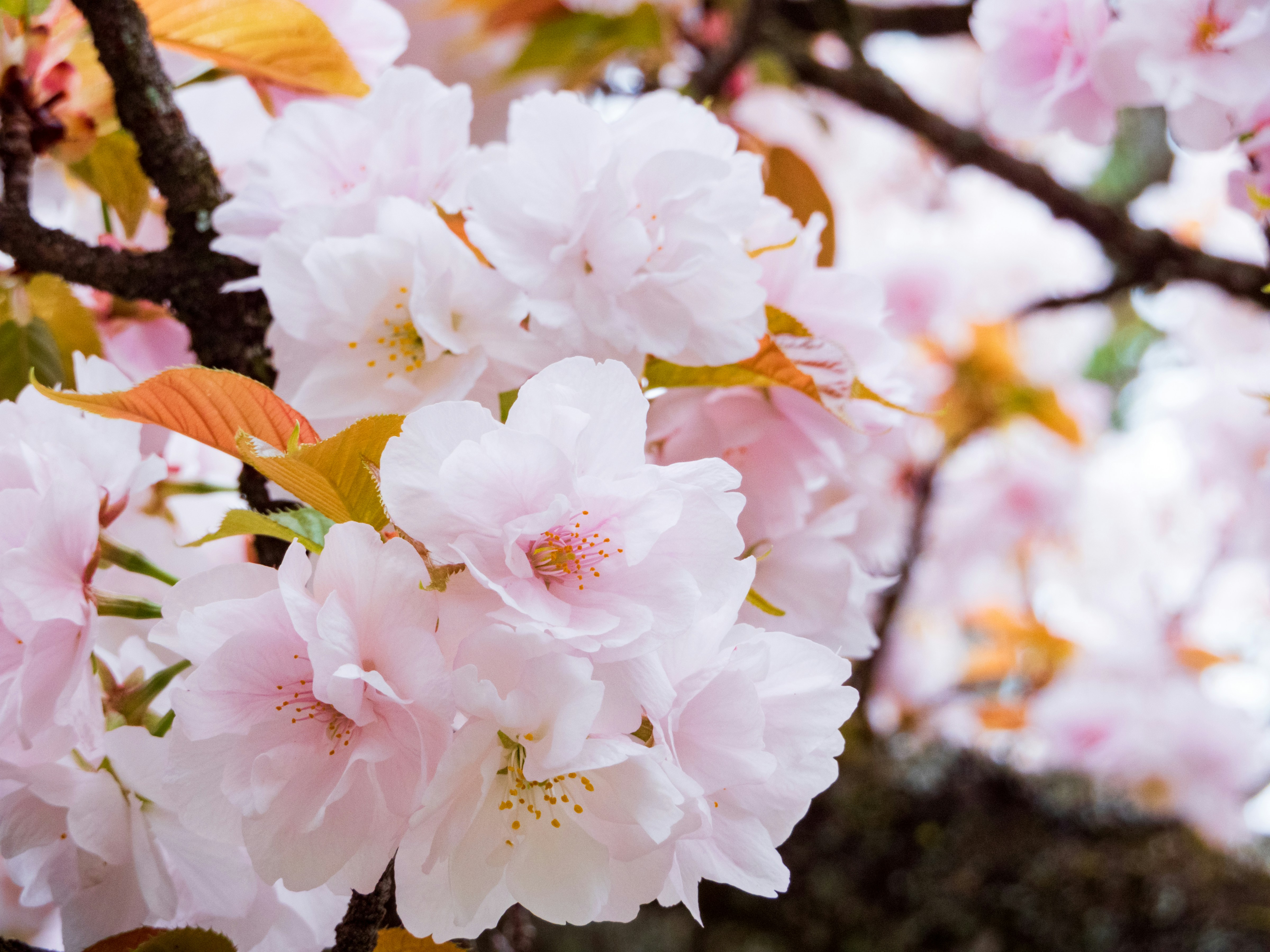 Photo by heppoko_yama