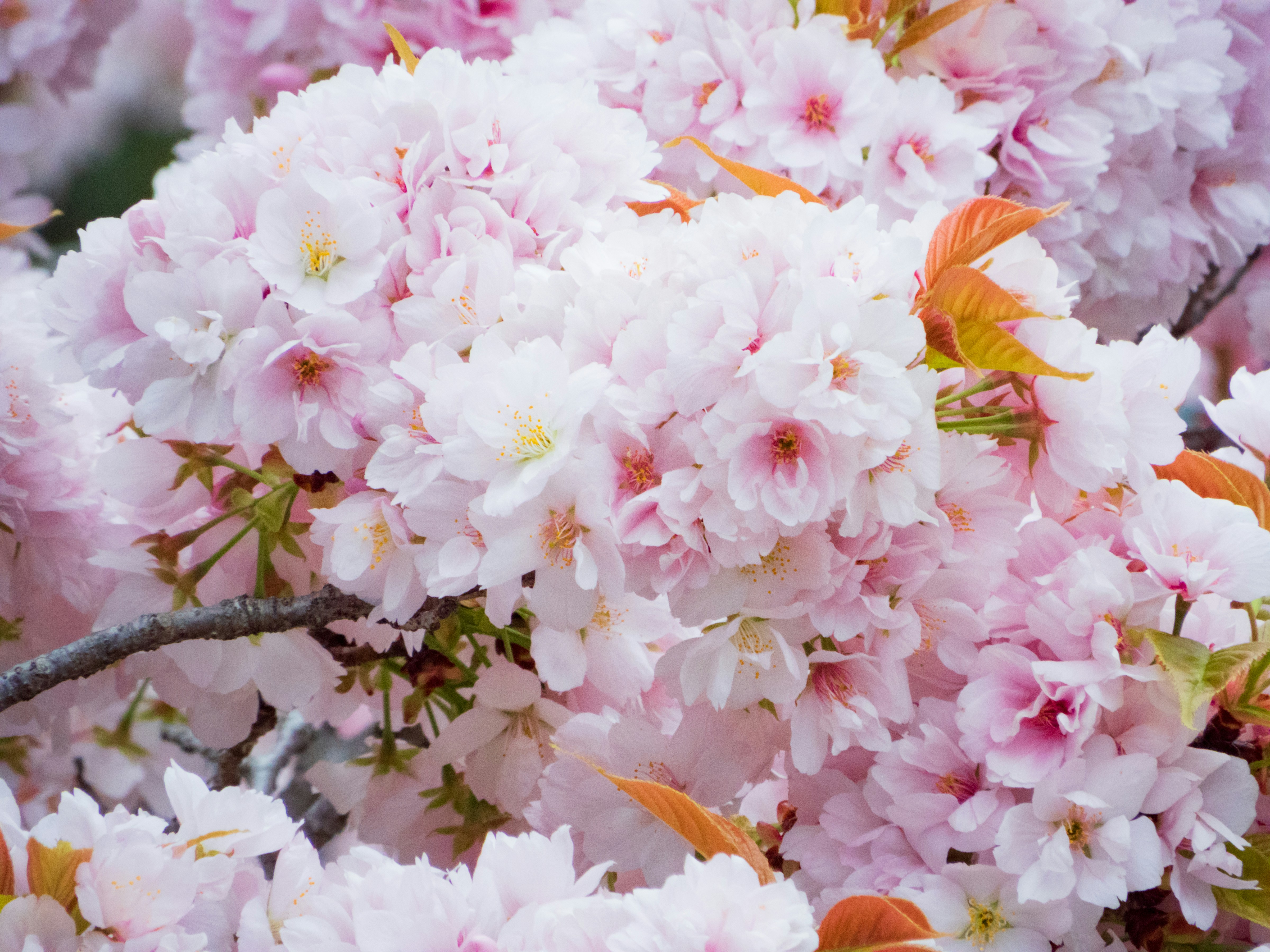 Photo by heppoko_yama