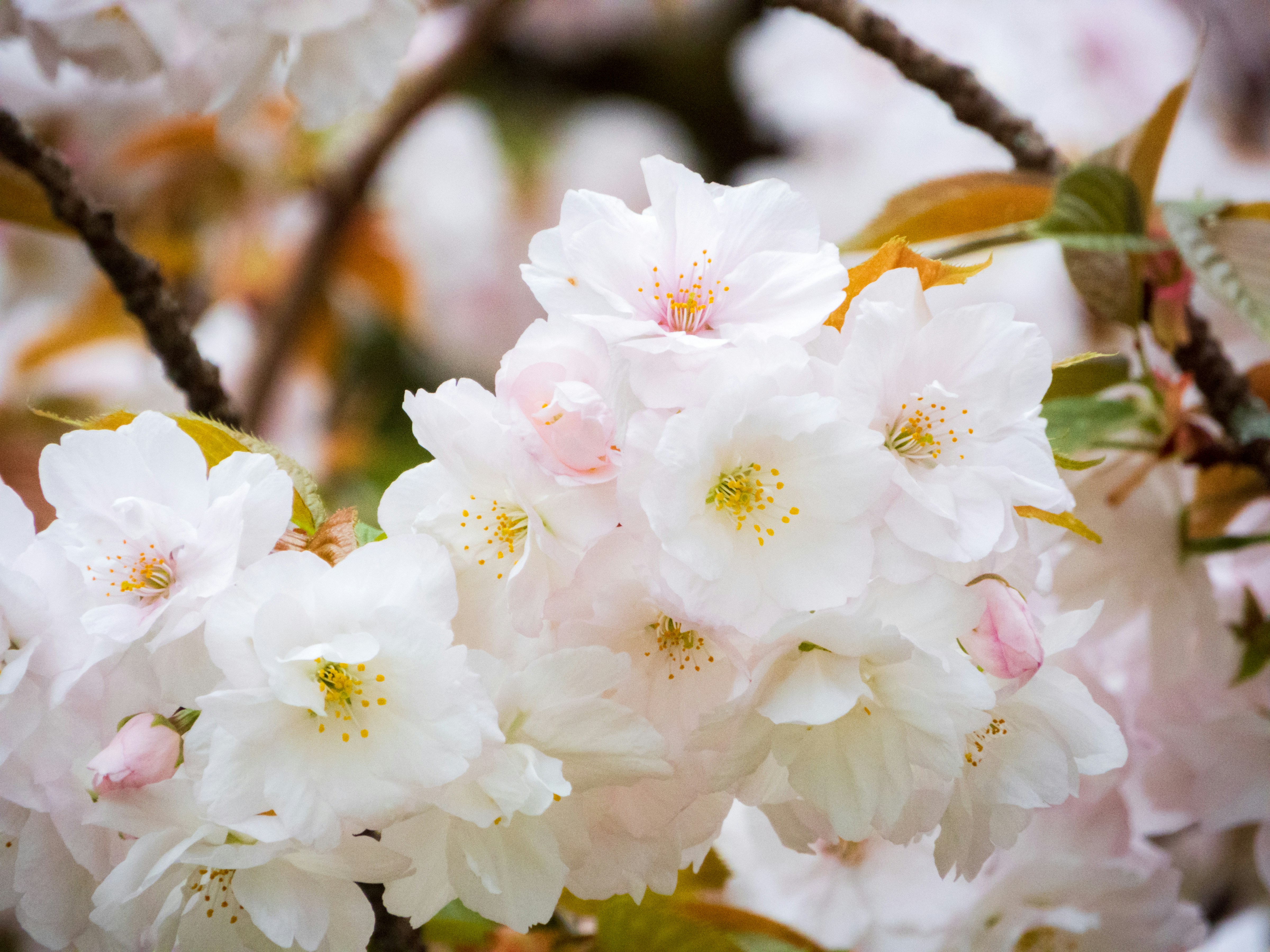 Photo by heppoko_yama