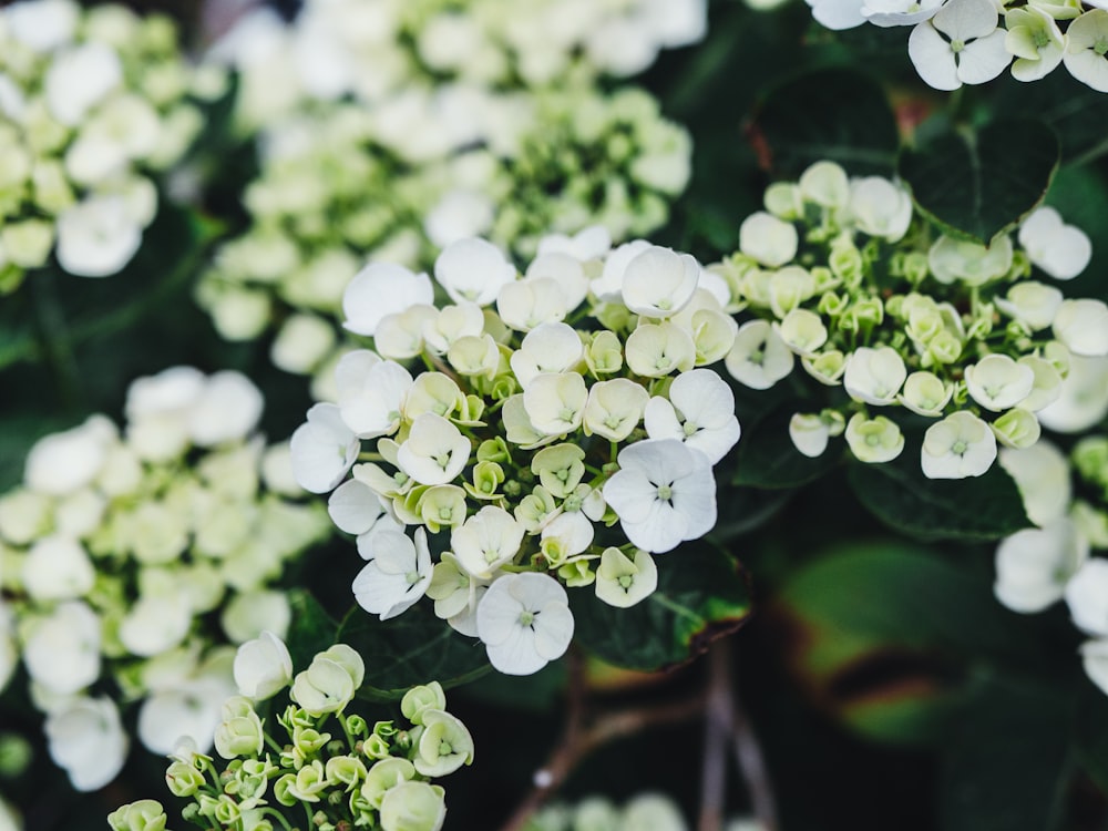 white flower buds in tilt shift lens