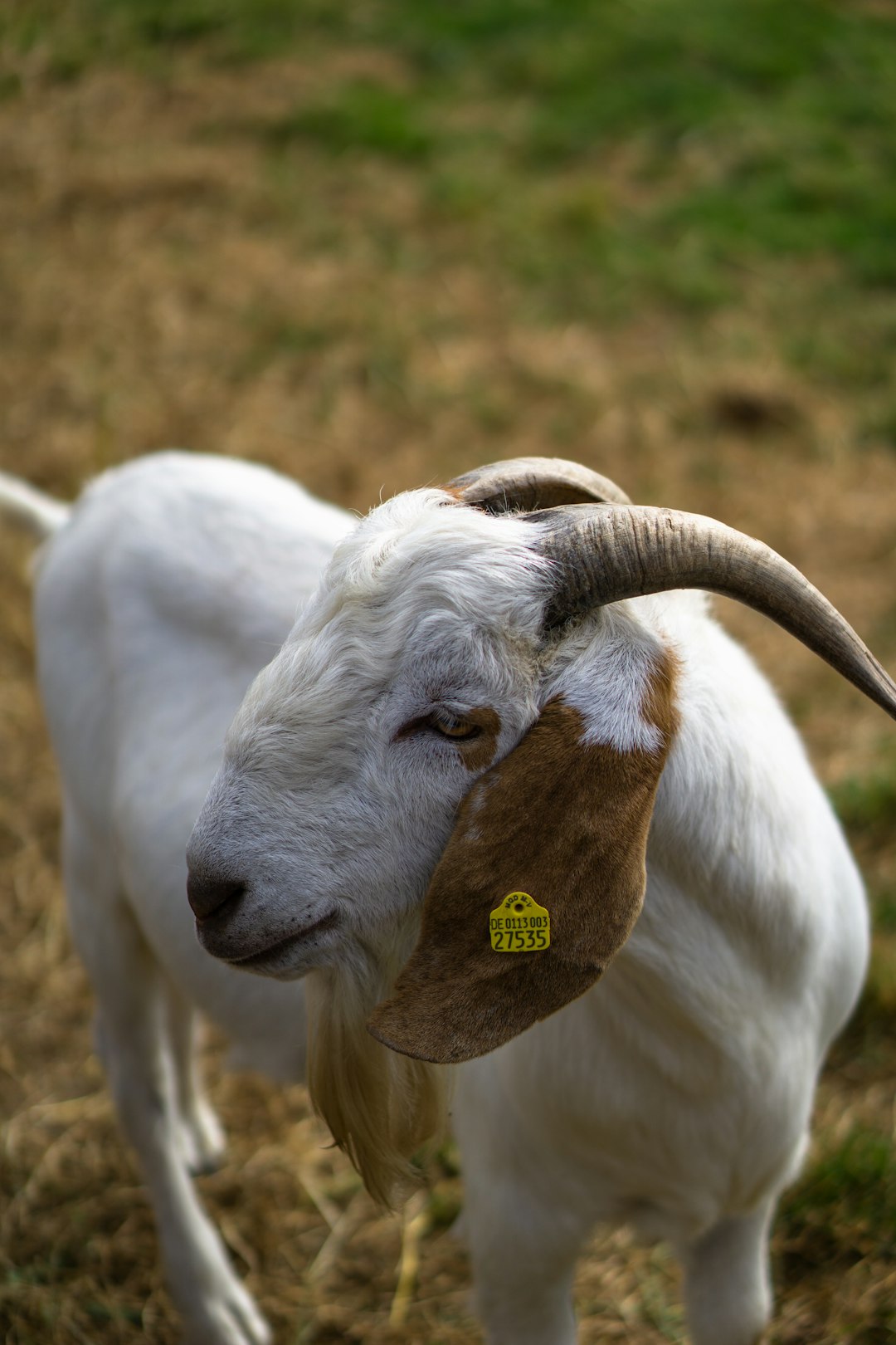 white sheep on brown grass field during daytime