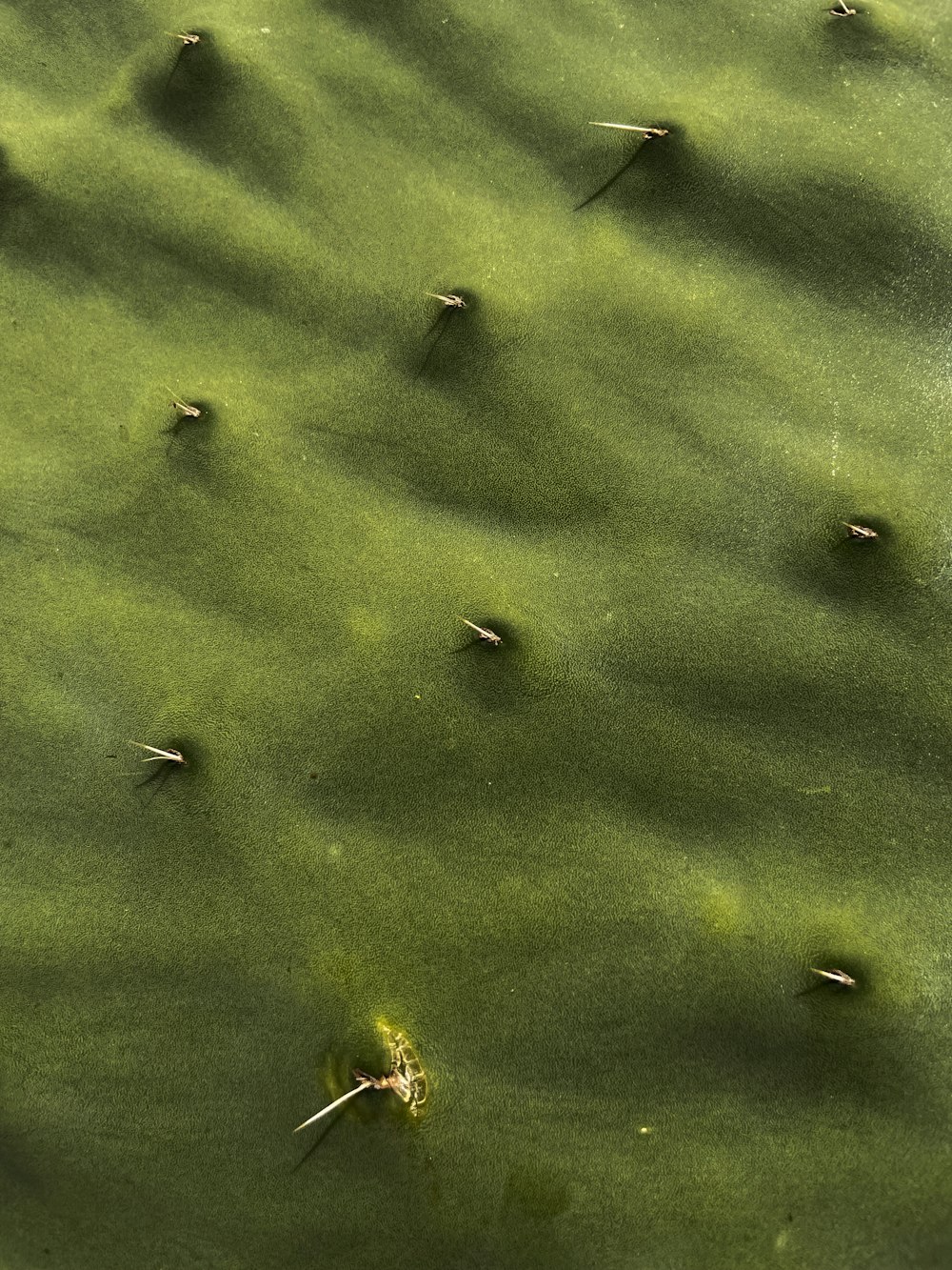 green water lily pads on water