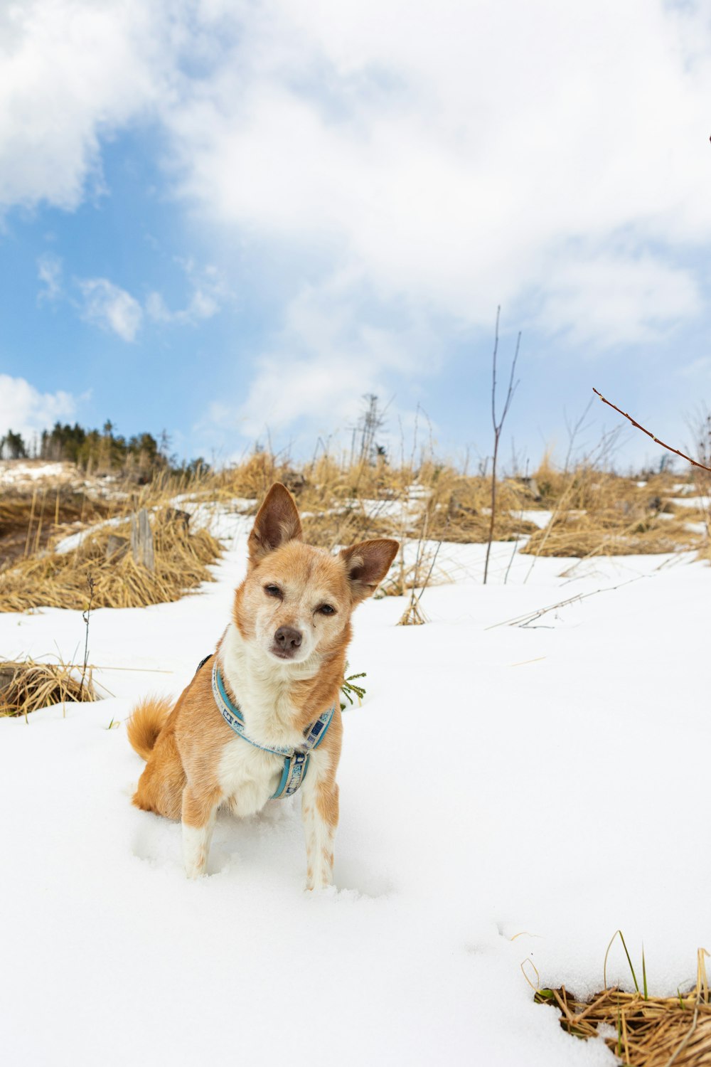 Perro de pelo corto marrón y blanco en suelo cubierto de nieve durante el día
