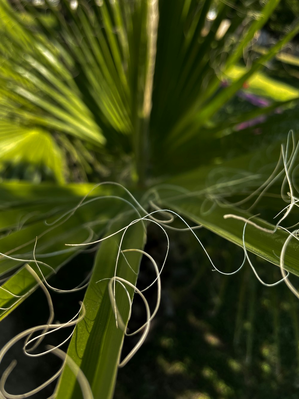 plante verte en gros plan photographie