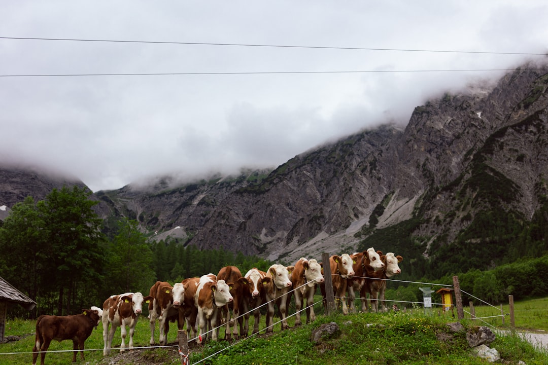 herd of cow on green grass field near mountain during daytime