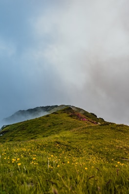 Wide shot of rolling hills covered in wildflowers under a soft morning mist.