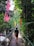 A person wearing a backpack walks across a wooden suspension bridge in a lush, green jungle. Colorful flags are attached to the sides of the bridge, and dense foliage surrounds the area. Sunlight filters through the trees, creating dappled shadows on the path.