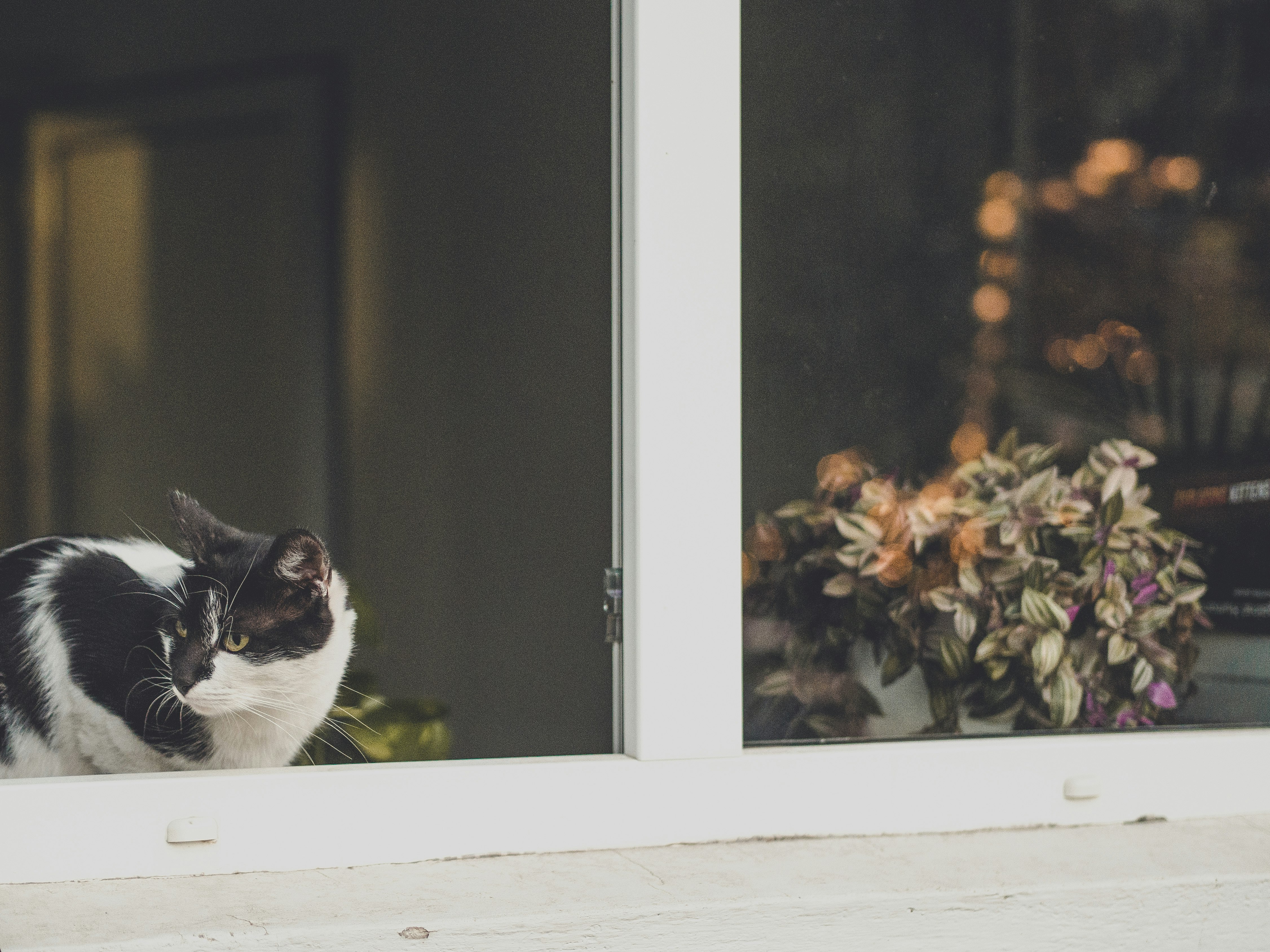 black and white cat on window