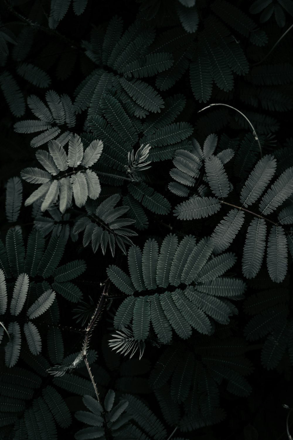 green leaves in close up photography