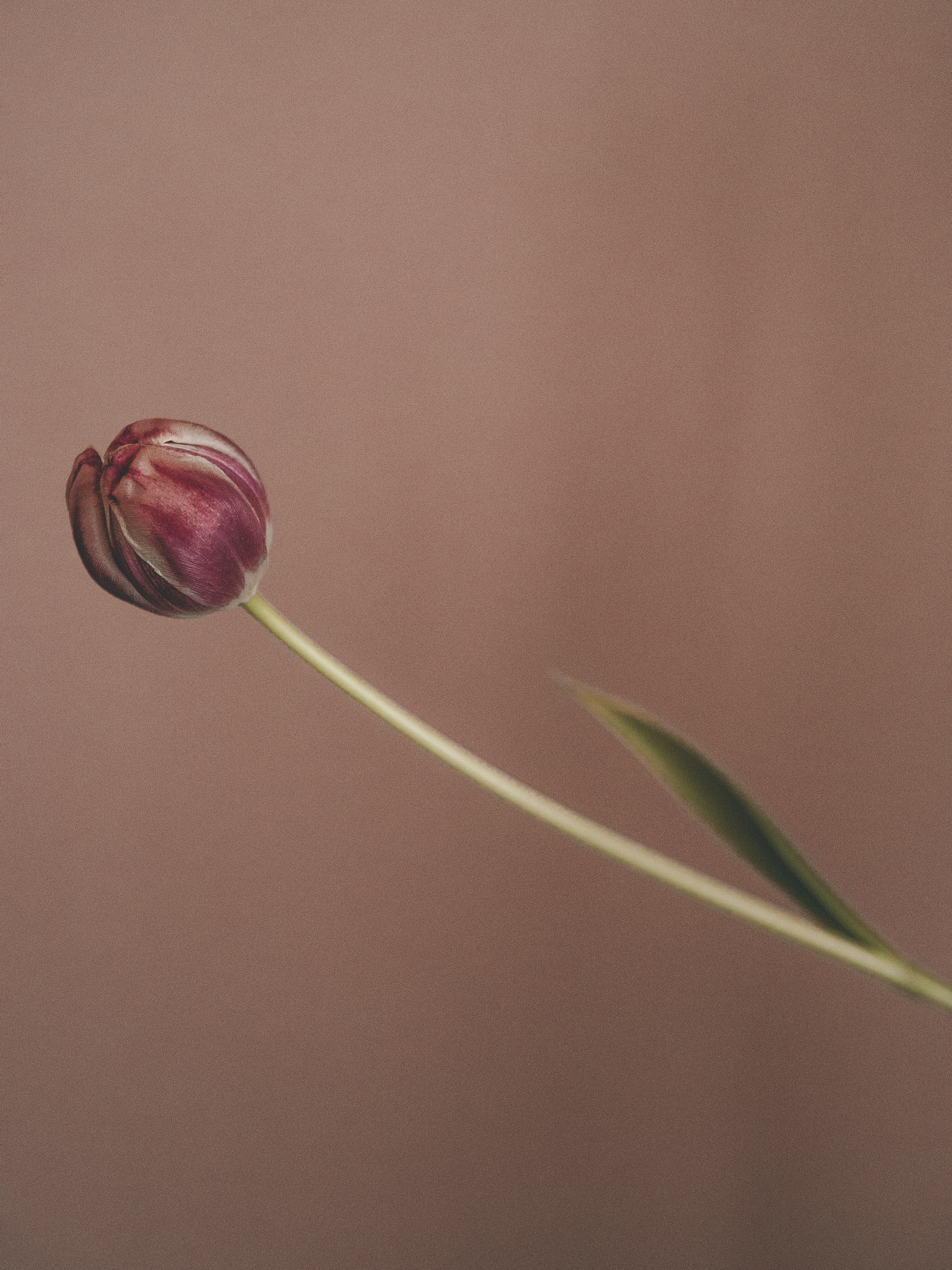 purple flower bud in close up photography