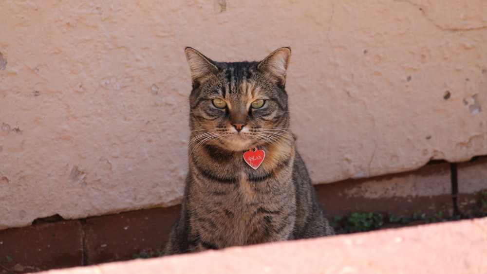 gato atigrado marrón en pared de concreto marrón
