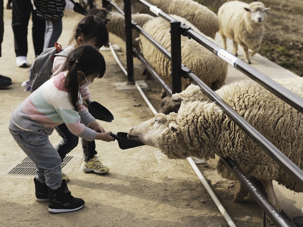 girl in white shirt standing beside sheep