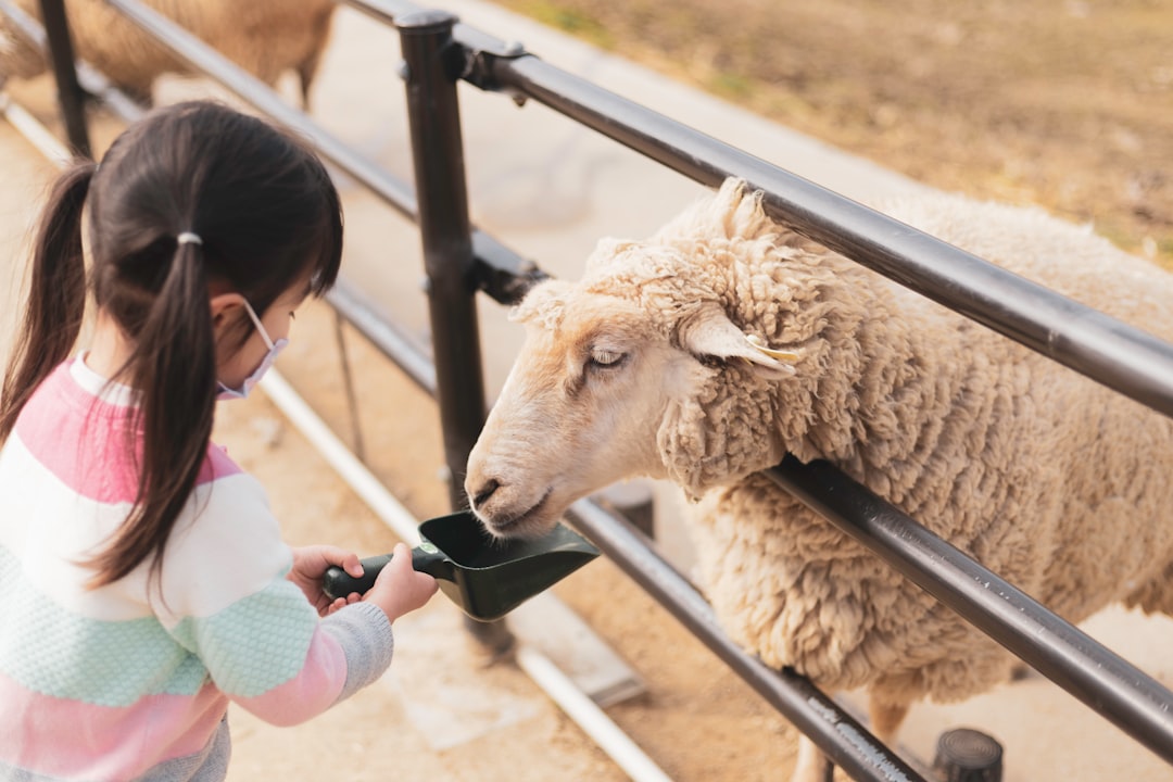 girl in pink jacket standing beside sheep