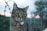 A tabby cat wearing a blue collar with a heart-shaped tag sits against a backdrop of barbed wire fencing and a blurred natural landscape in the background. The tag has the name 'Nala' inscribed on it. The evening sky suggests a sunset with soft lighting.