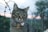 A tabby cat wearing a blue collar with a heart-shaped tag sits against a backdrop of barbed wire fencing and a blurred natural landscape in the background. The tag has the name 'Nala' inscribed on it. The evening sky suggests a sunset with soft lighting.