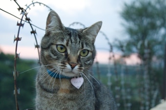 A tabby cat wearing a blue collar with a heart-shaped tag sits against a backdrop of barbed wire fencing and a blurred natural landscape in the background. The tag has the name 'Nala' inscribed on it. The evening sky suggests a sunset with soft lighting.