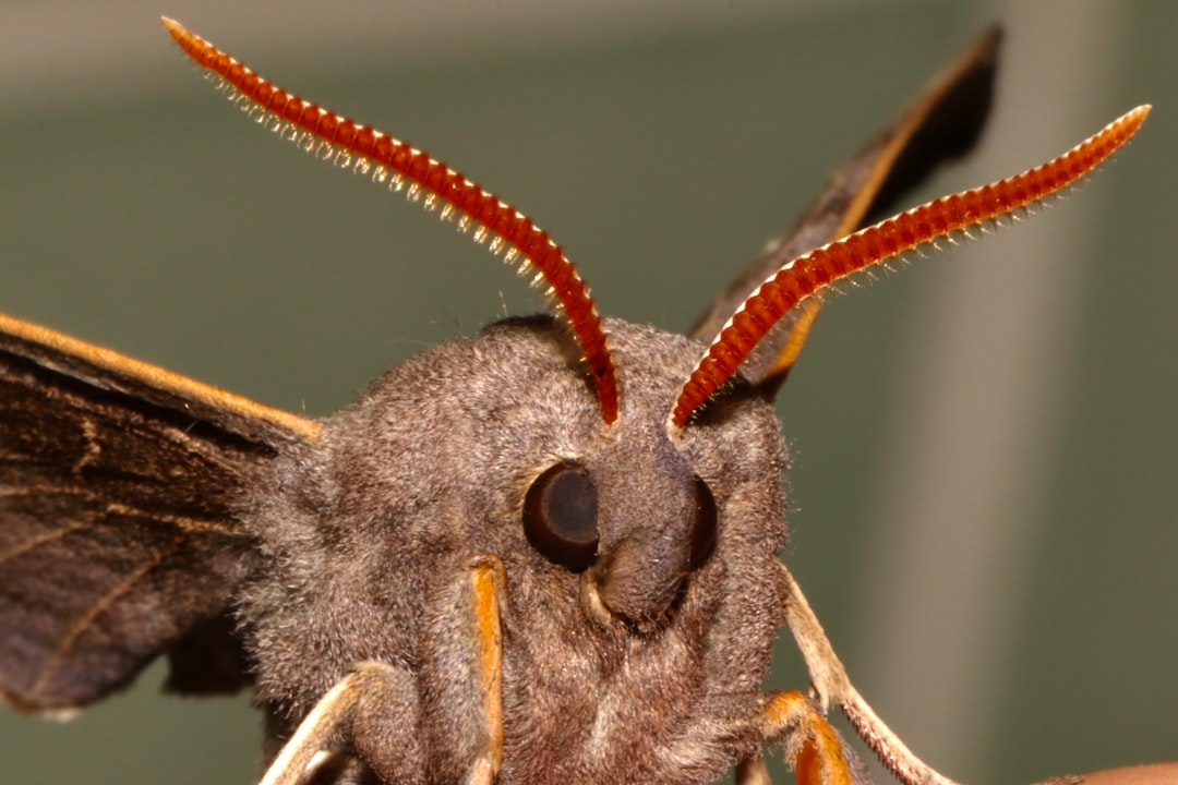 grey and brown moth caterpillar