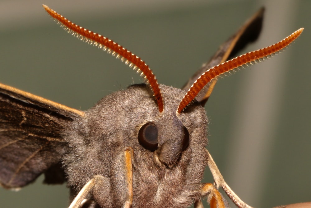 grey and brown moth caterpillar
