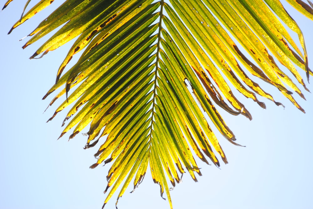 green palm tree under white sky