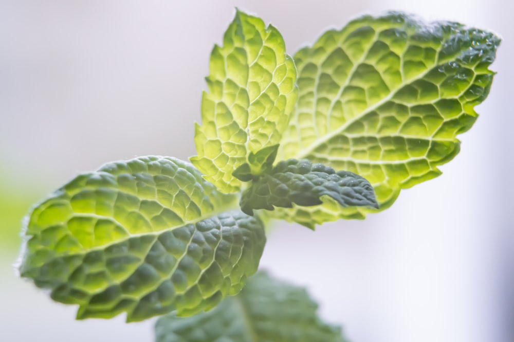 green leaf plant in close up photography